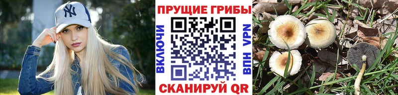 Псилоцибиновые грибы GOLDEN TEACHER  OMG ссылки  Теберда  даркнет сайт 